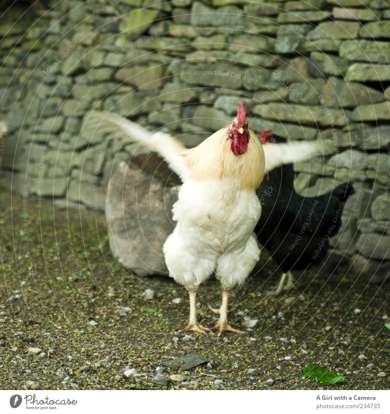 be off with you Mauer Wand Hof Tier Nutztier Vogel Flügel Hahn Haushuhn Feder 2 Tiergruppe Tierpaar außergewöhnlich bedrohlich natürlich verrückt wild Wut