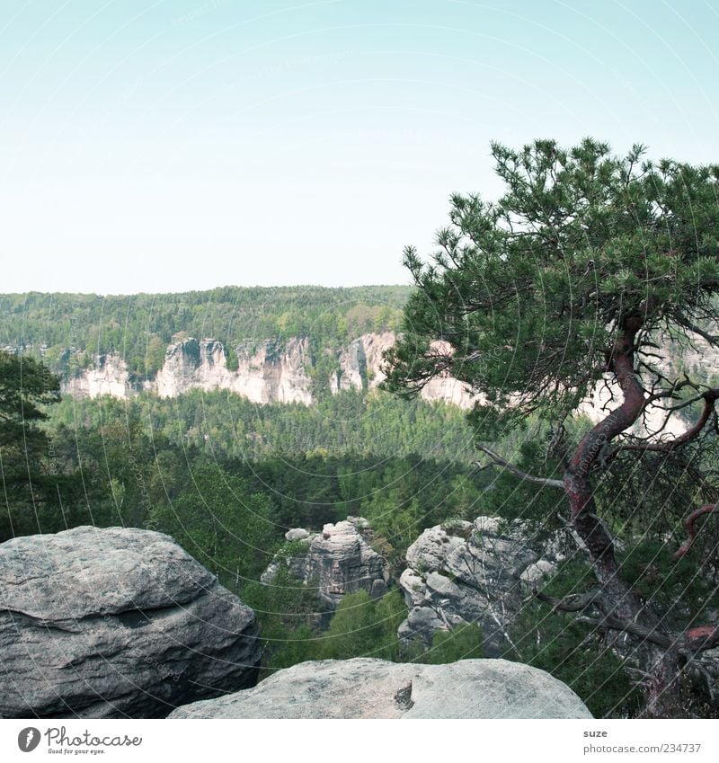 Wildwuchs Ferne Freiheit Berge u. Gebirge Umwelt Natur Landschaft Himmel Wolkenloser Himmel Klima Pflanze Baum Wald Felsen authentisch wild grün