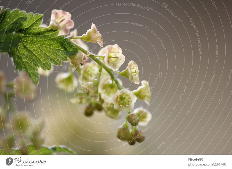 zukünftige Johannisbeeren 2 Natur Pflanze Sträucher Blatt Blüte Nutzpflanze Garten grau grün rosa Traubenblüte zart Farbfoto Außenaufnahme Nahaufnahme