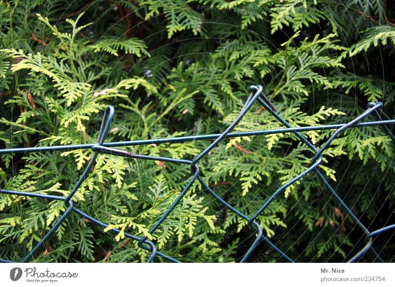 zoff am zaun Natur Pflanze Grünpflanze grün Zaun Maschendrahtzaun Lebensbaum Grenze Nachbargarten Gartenzaun Hecke Barriere winterfest Sträucher Wachstum