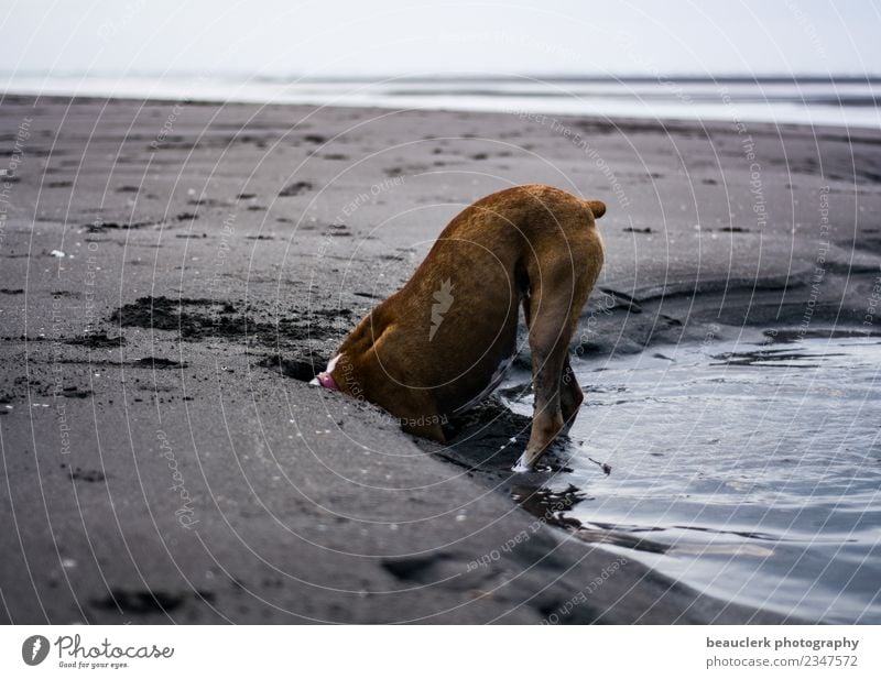 Suche Lifestyle Ferien & Urlaub & Reisen Tourismus Ausflug Abenteuer Sommer Umwelt Natur Tier Sand Wasser Küste Strand Bucht Meer Insel Haustier Hund Pfote 1