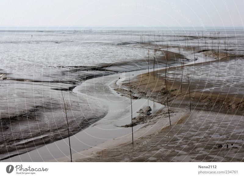 Serpentin marin Natur Landschaft Sand Wasser Horizont Küste Flussufer Strand Nordsee Meer braun grau Flut Ebbe Gezeiten Wattenmeer Priel Flußbett Niedrigwasser