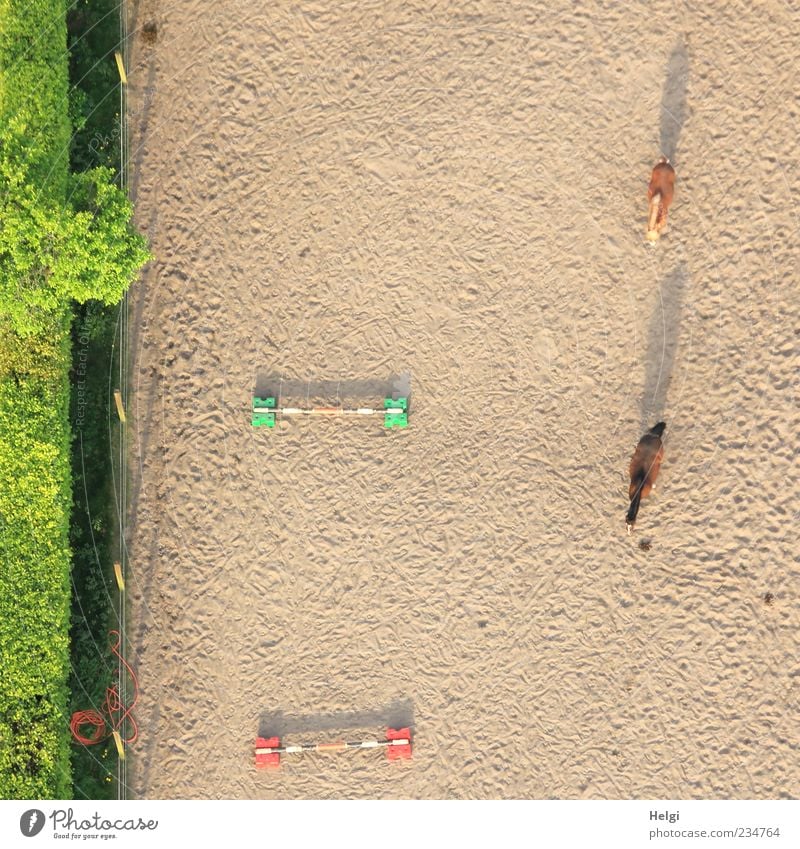 die nächsten Hürden... Sand Schönes Wetter Sträucher Tier Haustier Pferd 2 Barriere Zaunpfahl Holz stehen ästhetisch außergewöhnlich einfach klein natürlich