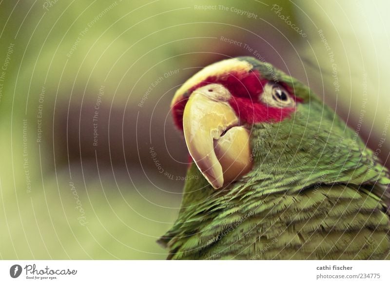 papagei Tier Wildtier Vogel Tiergesicht Zoo Papageienvogel 1 grün rot Schnabel Auge Feder Nahaufnahme Wildvogel exotisch Froschperspektive Grünstich Farbstoff