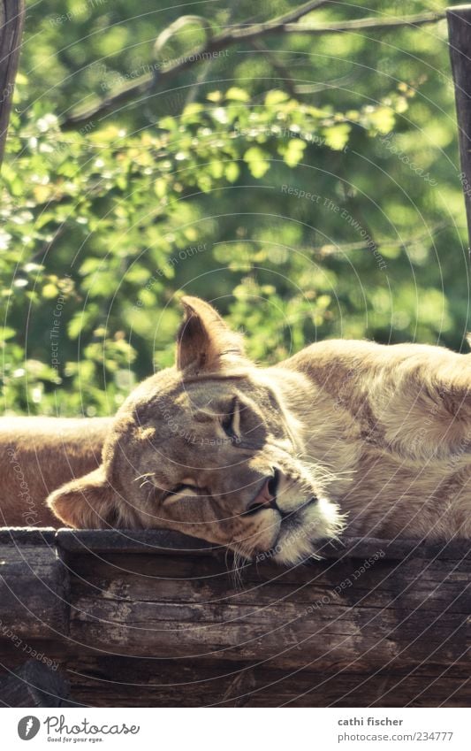 schlafender löwe Natur Sommer Schönes Wetter Baum Tier Wildtier Katze Tiergesicht Fell Zoo Löwe Löwin Wildkatze 1 liegen träumen exotisch braun grün Trägheit