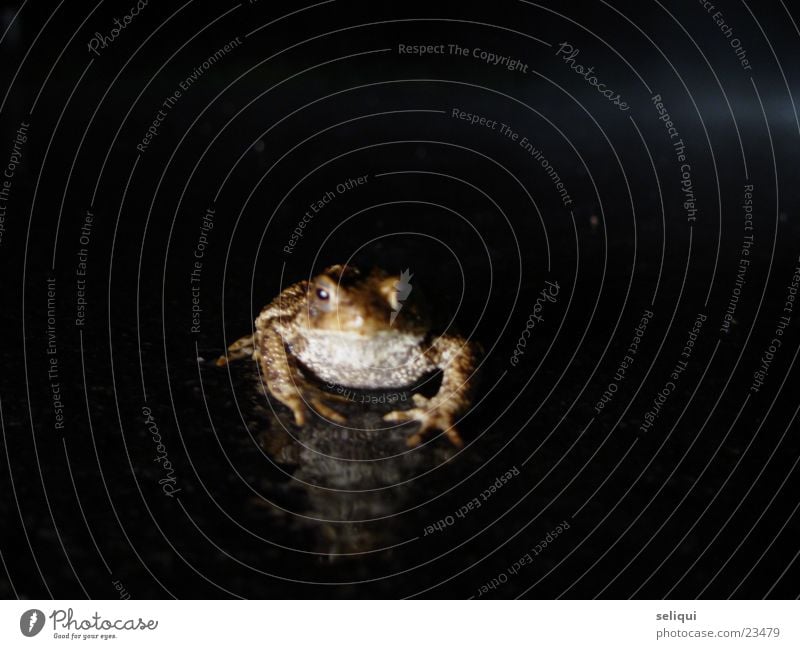 kröte Krötenwanderung Nacht Landstraße Tier Straße toad