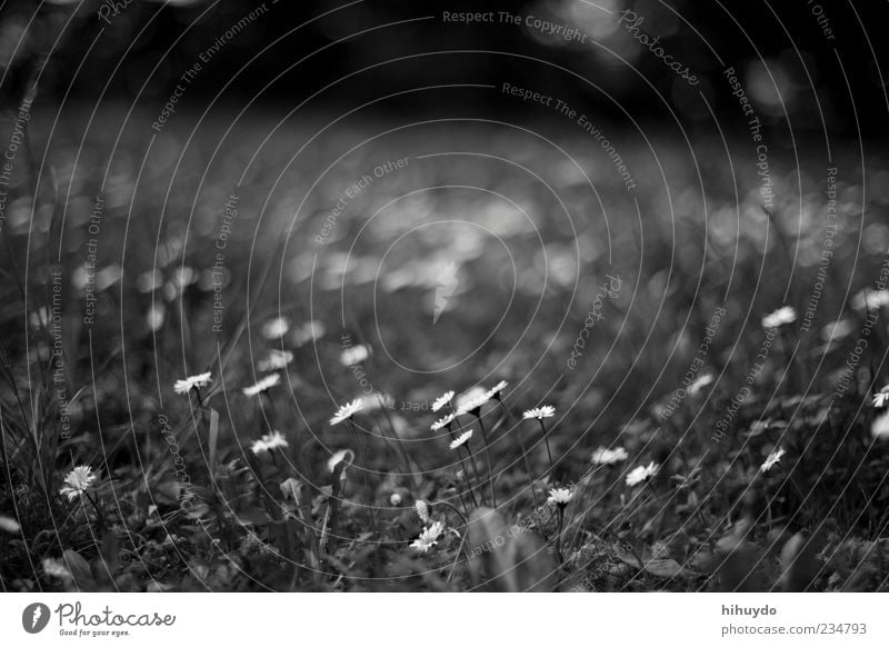 nicht schon wieder ein gänseblümchen-foto Umwelt Natur Frühling Blume Gras Blüte frei frisch hell schön Frühlingsgefühle Schwarzweißfoto Außenaufnahme