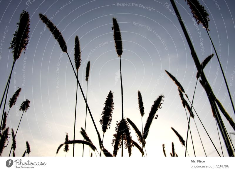 sonnenanbeter Umwelt Natur Landschaft Pflanze Wolkenloser Himmel Sommer Klima Wetter Schönes Wetter Gras Grünpflanze Wiese Feld Frühlingsgefühle Wachstum