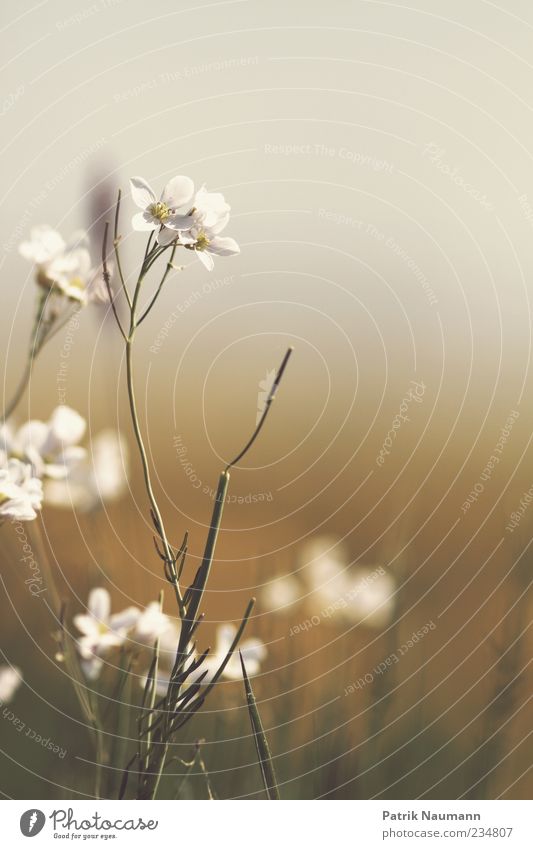 Springlove Umwelt Natur Frühling Sommer Klima Wetter Schönes Wetter Pflanze Blume Gras Blüte Grünpflanze Duft frei gold grün weiß einzigartig Freiheit ruhig