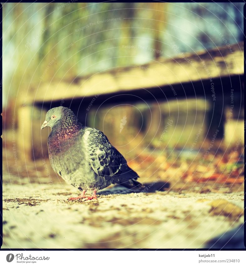 Taube Natur Tier Erde Park Wildtier 1 Mittelformat analog Farbfoto Außenaufnahme Tag Sonnenlicht Textfreiraum oben Textfreiraum rechts Vogel sitzen gefiedert