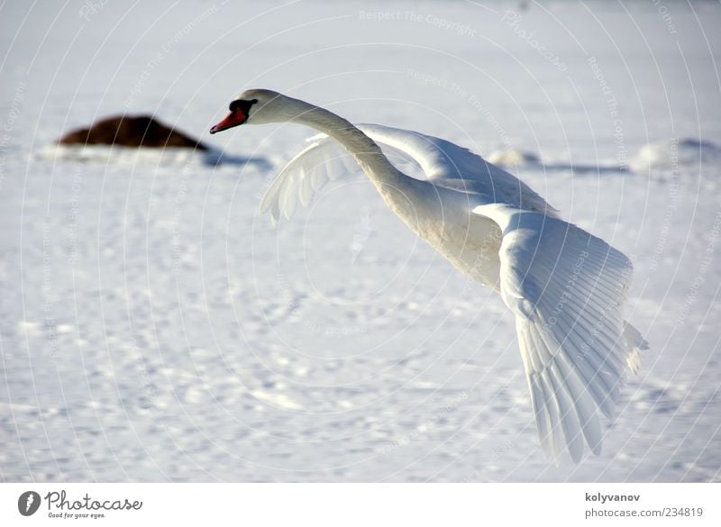 Schwan im Flug elegant schön Natur Tier Wildtier Vogel 1 beobachten Bewegung fliegen natürlich niedlich weiß Treue einzigartig ruhig Selbstständigkeit Umwelt