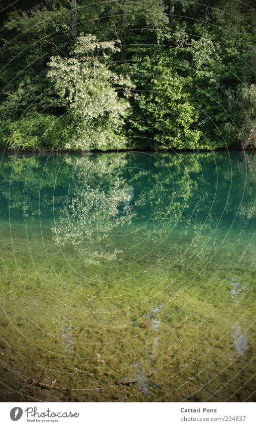 Farbwechsel Umwelt Natur Pflanze Urelemente Erde Wasser Frühling Baum Sträucher Park See Blühend Flüssigkeit kalt nass neu schön ruhig Naturschutzgebiet