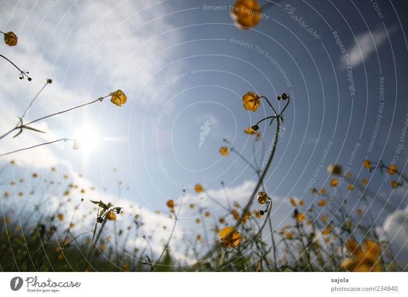 butterblumen im gegenlicht Umwelt Natur Pflanze Himmel Sonne Frühling Blume Hahnenfuß Wiese leuchten gelb Farbfoto Außenaufnahme Menschenleer Tag Abend