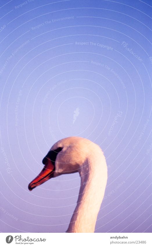 schwan Schwan Schnabel edel weiß erhaben wasservogel Hals Himmel Anmut