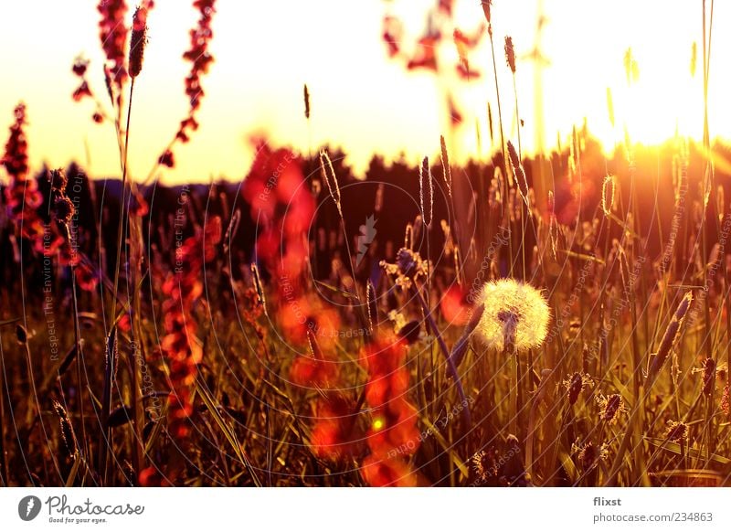 The best of times is now Natur Sonnenaufgang Sonnenuntergang Frühling Schönes Wetter Blume Sträucher Wiese Frühlingsgefühle Löwenzahn Farbfoto Außenaufnahme