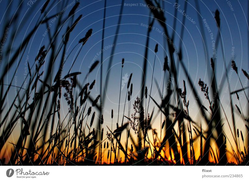 Frühling von unten Natur Wolkenloser Himmel Horizont Sonnenaufgang Sonnenuntergang Schönes Wetter Gras Sträucher Wiese Zufriedenheit Frühlingsgefühle Optimismus