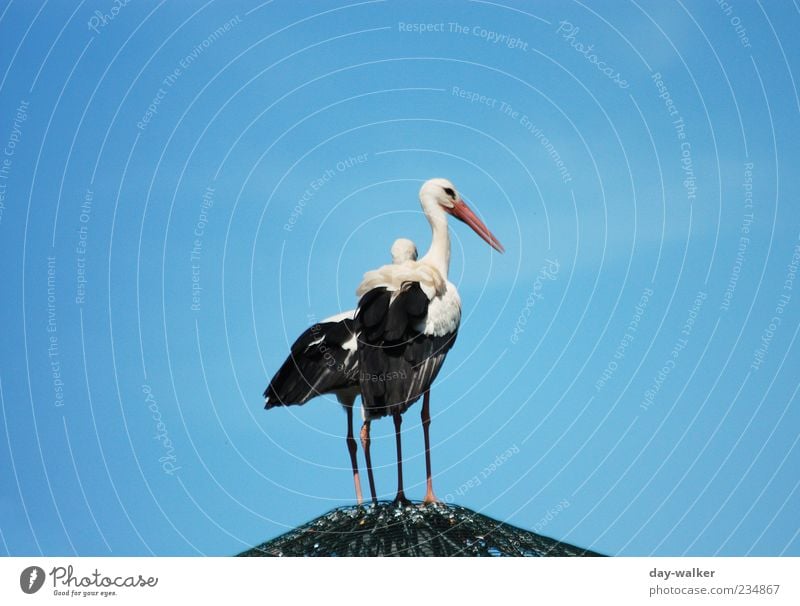 Moin Kollege Natur Tier Wolkenloser Himmel Frühling Wildtier Vogel Zoo 2 Tierpaar groß blau schwarz weiß Storch Dach Schnabel Feder Farbfoto Außenaufnahme