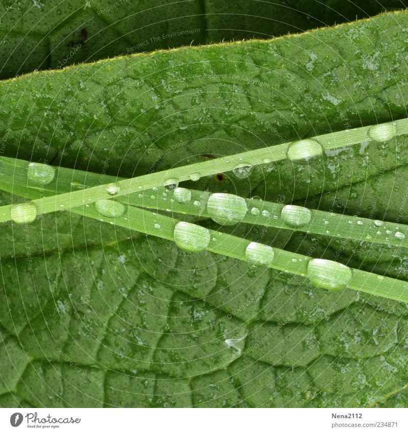 Grün Natur Pflanze Wasser Wassertropfen Frühling Sommer Gras Blatt Grünpflanze nass grün grasgrün Halm Tau Tropfen Linie Farbfoto Außenaufnahme Nahaufnahme