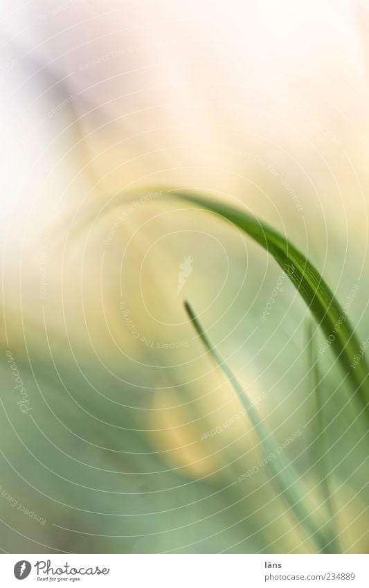 verneigung Umwelt Natur Pflanze Gras Wiese Wachstum Bogen Farbfoto Menschenleer Textfreiraum oben Tag Schwache Tiefenschärfe Detailaufnahme Halm Makroaufnahme