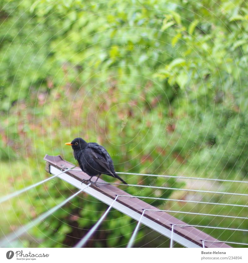 Nach dem Vogelbad 1 Tier schaukeln warten natürlich rund grün schwarz anstrengen Wäscheständer Farbfoto Außenaufnahme Textfreiraum oben sitzen Tierporträt