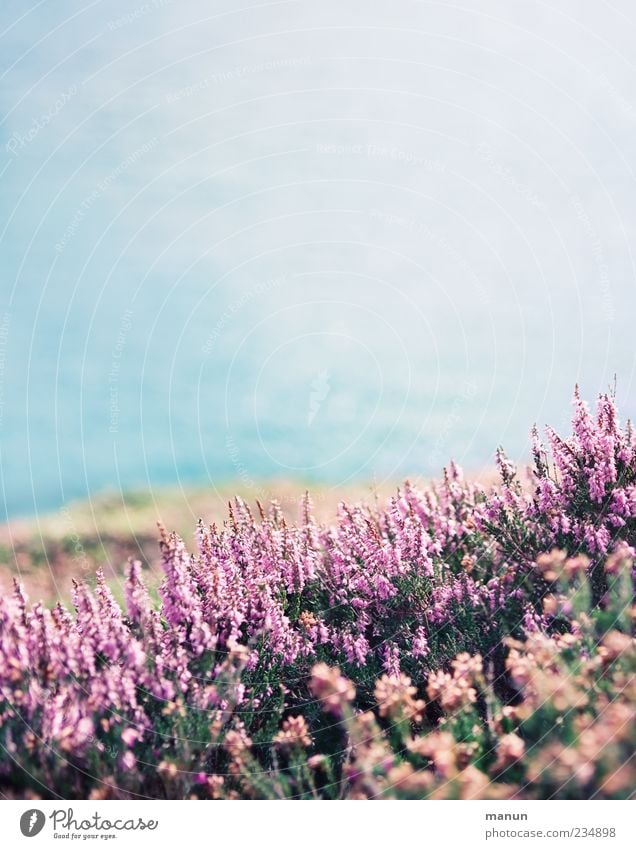 Foto von Erika Natur Landschaft Pflanze Blume Sträucher Blüte Wildpflanze Bergheide Küste Meer authentisch einfach hell rosa Ferien & Urlaub & Reisen Farbfoto