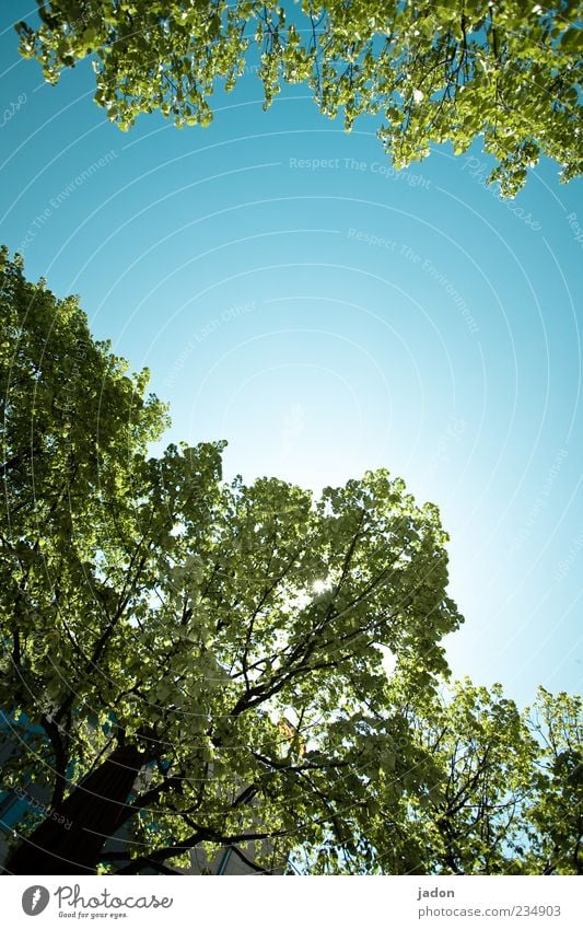 himmelwärts Pflanze Himmel Wolkenloser Himmel Frühling Schönes Wetter Baum Wachstum hoch natürlich blau Klima Umwelt Blätterdach Blatt Außenaufnahme