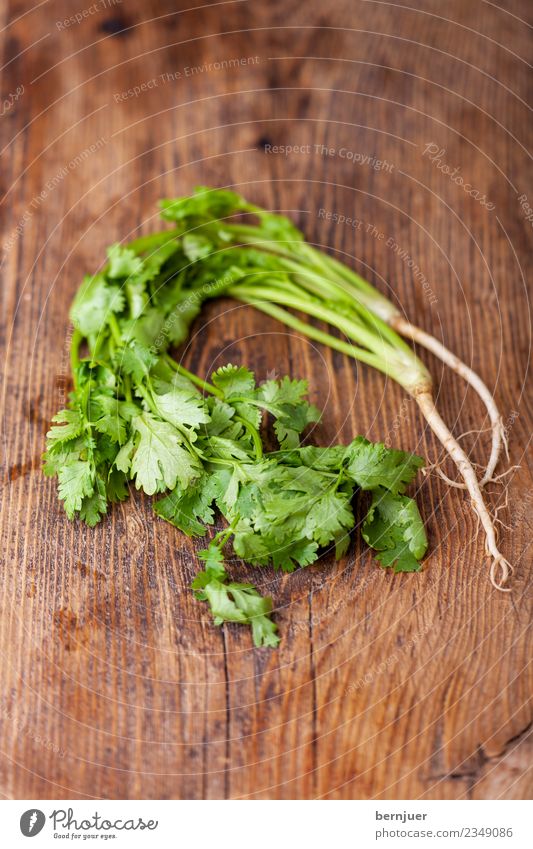 Koriander Lebensmittel Kräuter & Gewürze Bioprodukte Vegetarische Ernährung Diät Asiatische Küche Billig gut Cilantro Wurzel Blatt rustikal Zutaten 2 frisch