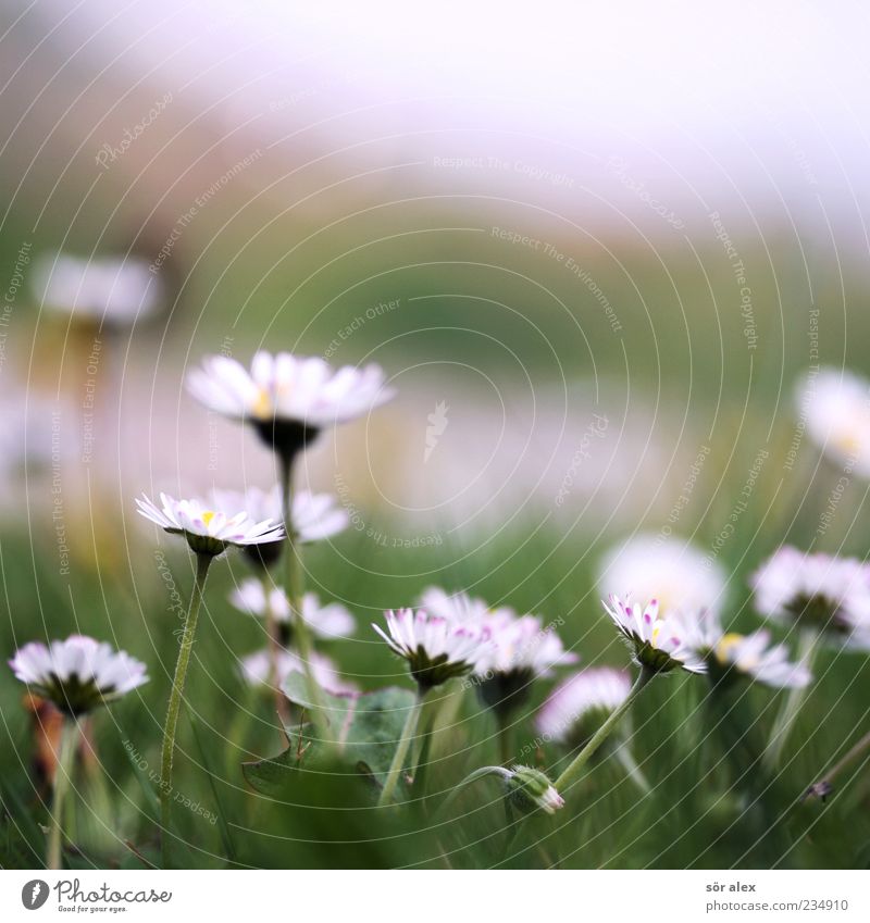 Blümchenwiese Natur Pflanze Frühling Wetter Blume Gras Blüte Margerite Wiese Blühend Duft schön grün weiß Frühlingsgefühle ruhig Zufriedenheit Gelassenheit