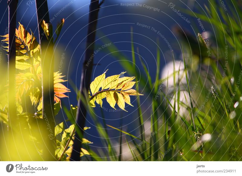 pur Natur Pflanze Frühling Sommer Schönes Wetter Gras Sträucher Erholung frisch hell schön ruhig Farbfoto Außenaufnahme Menschenleer Textfreiraum rechts