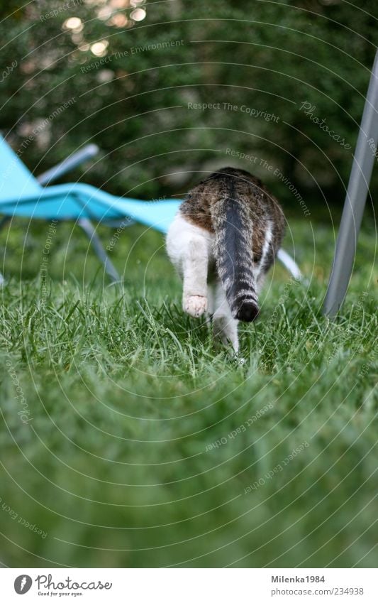 Adios Natur Schönes Wetter Garten Tier Haustier Katze 1 gehen Jagd rennen Flucht Schwanz Pfote schleichen Farbfoto Außenaufnahme Tag Schwache Tiefenschärfe