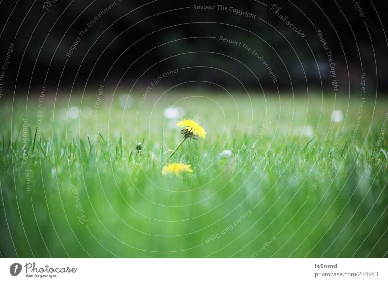 Löwenzahn in der Wiese Garten Frühling Sommer Pflanze Gras Grünpflanze Wildpflanze authentisch gut natürlich positiv schön gelb grün Farbfoto mehrfarbig