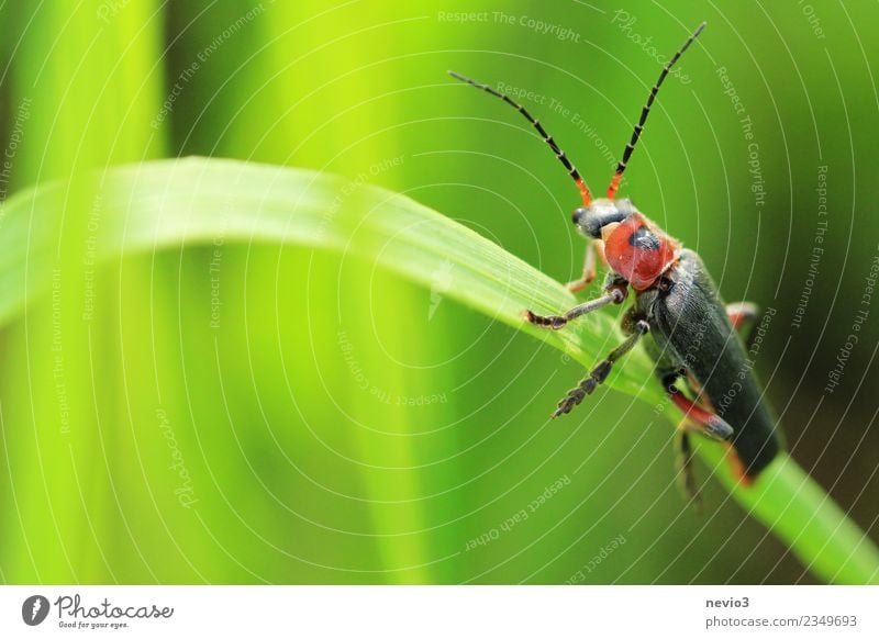 Zipfelkäfer auf Grashalm Umwelt Natur Pflanze Tier Frühling Sommer Grünpflanze Garten Park Wiese Wildtier Käfer 1 klein grün Frühlingsgefühle Insektenschutz