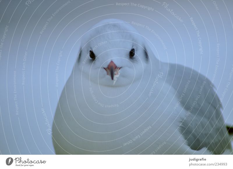 Möwe Natur Tier Wildtier Vogel Lachmöwe 1 Blick natürlich niedlich grau weiß Schnabel Feder Farbfoto Außenaufnahme Tierporträt Blick in die Kamera Menschenleer