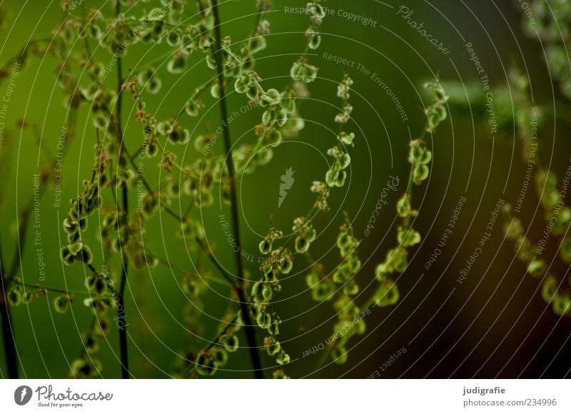 Wiese Umwelt Natur Pflanze Sommer Gras Grünpflanze Wachstum frisch natürlich wild grün Farbfoto Außenaufnahme Detailaufnahme Blatt Stengel Halm Zweige u. Äste