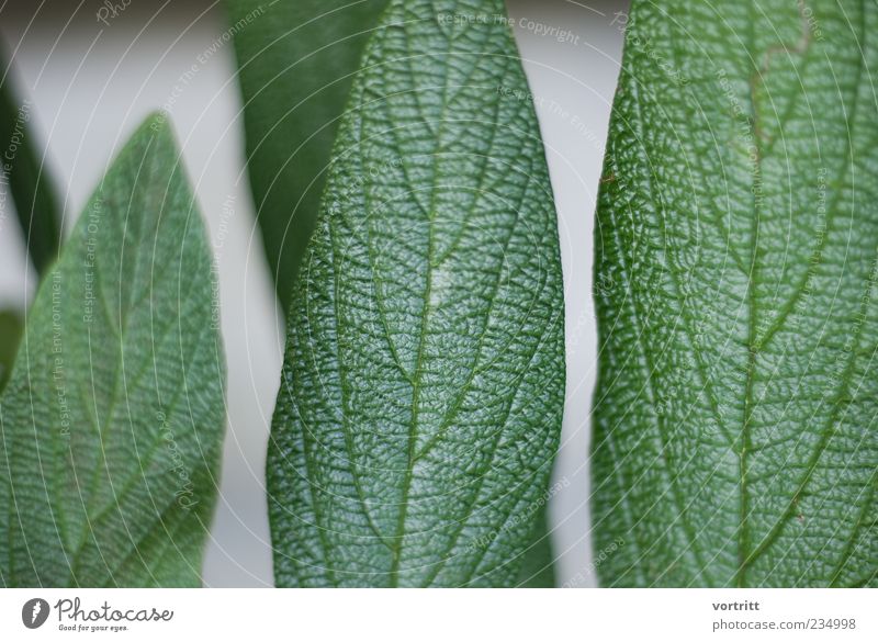 grüngrau Natur Pflanze Blatt glänzend Strukturen & Formen Farbfoto Gedeckte Farben Außenaufnahme Tag Blattadern Textfreiraum links Detailaufnahme Makroaufnahme