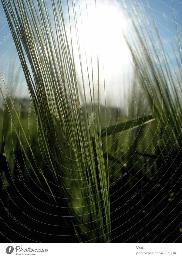 Habe die Ähre! Natur Pflanze Sonne Gerste Feld leuchten Wachstum grün Getreide Menschenleer Halm Nahaufnahme Detailaufnahme Farbfoto Außenaufnahme Tag