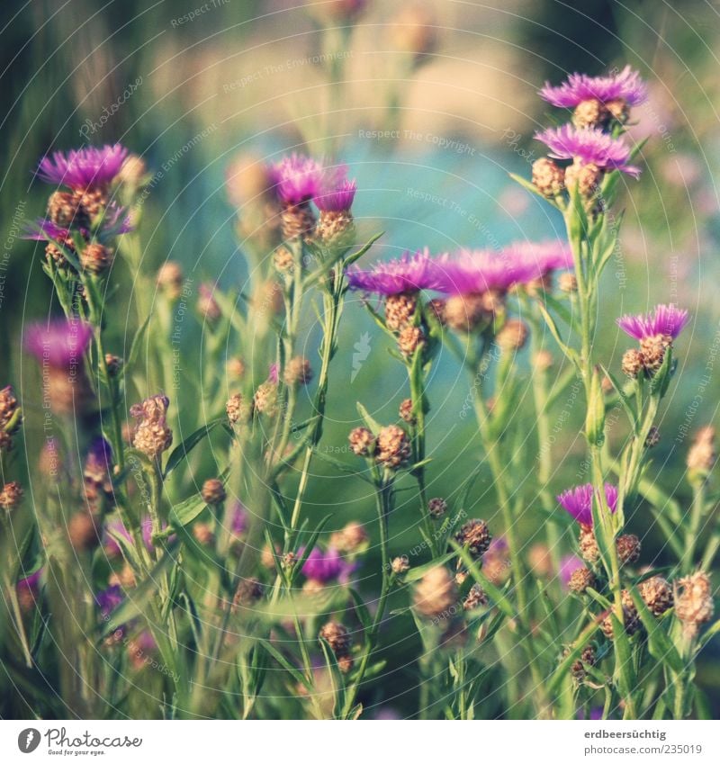 Wiesenblumen Sommer Natur Pflanze Blume Blüte Fluss Blühend Wachstum schön grün violett rosa sommerlich Farbfoto Tag Schwache Tiefenschärfe Sommerblumen