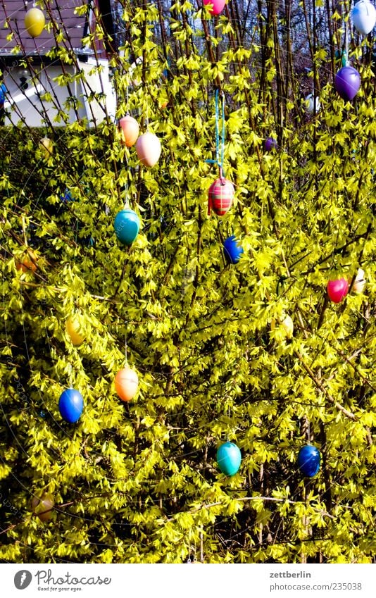 Ostern Garten Umwelt Natur Pflanze Schönes Wetter Sträucher Gefühle Osterei Dekoration & Verzierung Farbfoto mehrfarbig Außenaufnahme Menschenleer