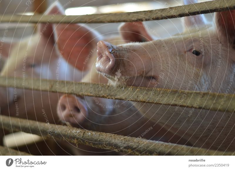 Schweine im Schweinestall strecken den Rüssel durchs Gitter Körperpflege Ferien & Urlaub & Reisen Bauernhof Stall Landwirt Tierzucht Landwirtschaft