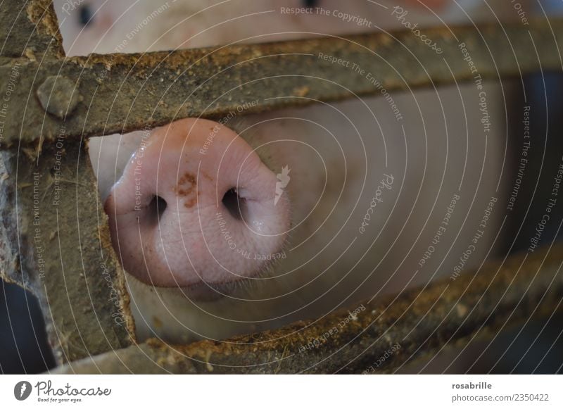 Schweinerüssel ganz nah zwischen Gitter Körperpflege Silvester u. Neujahr Steckdose Stall Käfig Tier Haustier Nutztier Tiergesicht Bauernhof Schweinestall