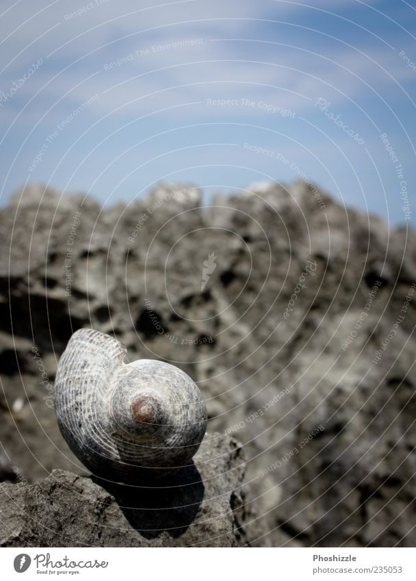 Muschelschock Ferien & Urlaub & Reisen Tourismus Sommer Strand Meer Insel Natur Urelemente Erde Luft Wasser Himmel Horizont Dürre Felsen Küste Bucht Schnecke