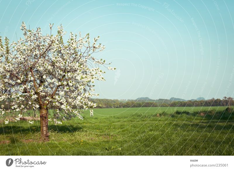 Einzelstück Sommer Umwelt Natur Landschaft Pflanze Himmel Horizont Frühling Klima Schönes Wetter Baum Gras Blüte Grünpflanze Nutzpflanze Wiese Blühend Wachstum