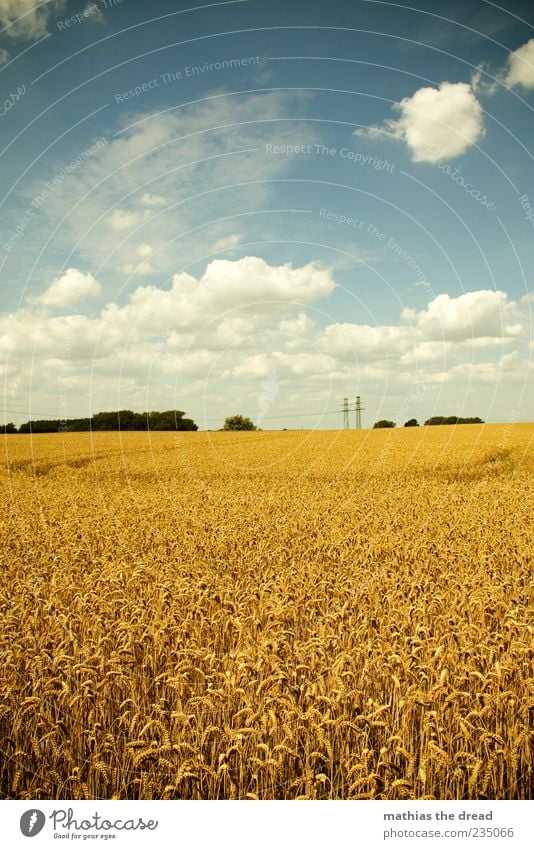 SOMMER Umwelt Natur Landschaft Pflanze Himmel Wolken Horizont Sommer Schönes Wetter Baum Gras Nutzpflanze Feld Unendlichkeit Getreide Korn Gerstenfeld reif