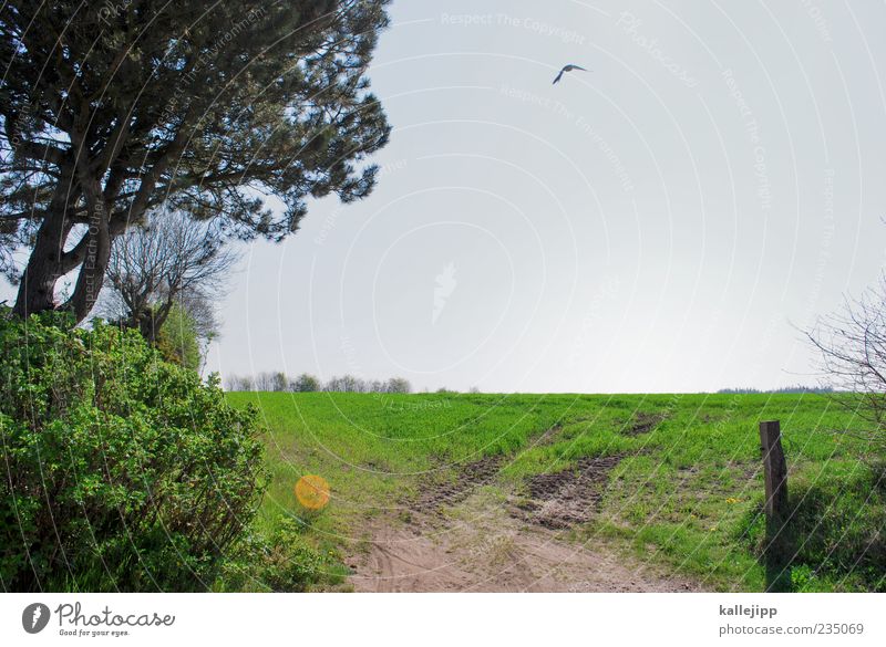 feld- und wiesenfotograf Ferne Freiheit Umwelt Natur Landschaft Pflanze Tier Himmel Wolkenloser Himmel Baum Gras Wiese Feld Vogel Flügel 1 Bewegung fliegen