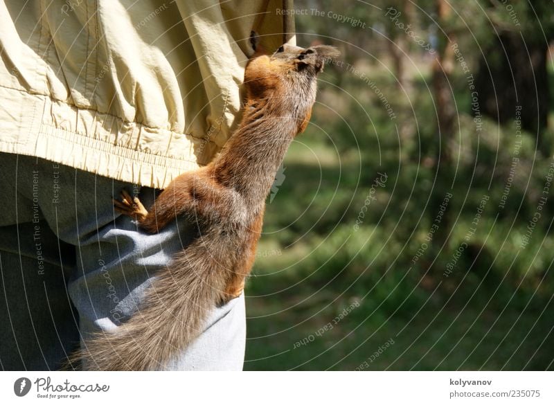 Schnelle Abwicklung schön Natur Tier Wildtier Krallen 1 Bewegung Fressen klein lustig niedlich wild braun Eichhörnchen Nagetiere Leitwerke Säugetier vulgaris