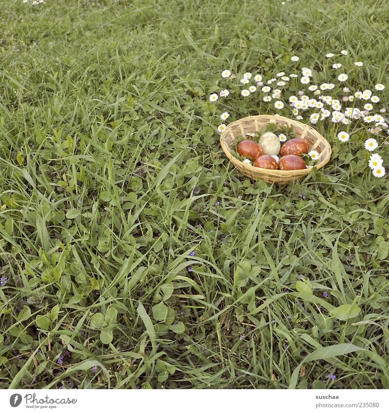 ostereierbild .. Ostern Natur Frühling Gras Wiese Tradition Osterkörbchen Osterei Blume Gänseblümchen Farbfoto Außenaufnahme Menschenleer Tag Osternest