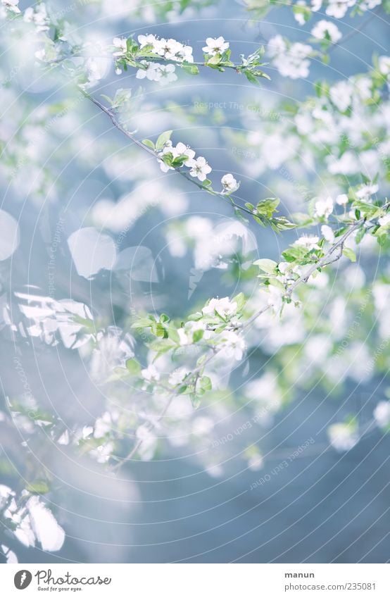 blassblau Natur Frühling Pflanze Baum Blatt Blüte Zweige u. Äste hell natürlich weiß Frühlingsgefühle zart zartes Grün Frühlingsfarbe Farbfoto Außenaufnahme