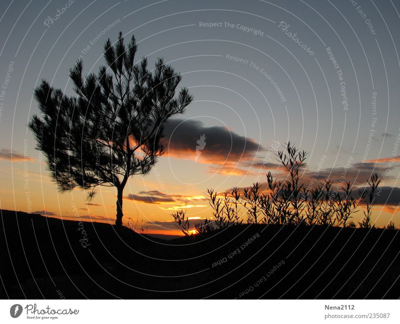 Nachtruhe Natur Landschaft Luft Himmel Wolken Sonnenaufgang Sonnenuntergang Sonnenlicht Sommer Klima Wetter Schönes Wetter Pflanze Baum Sträucher