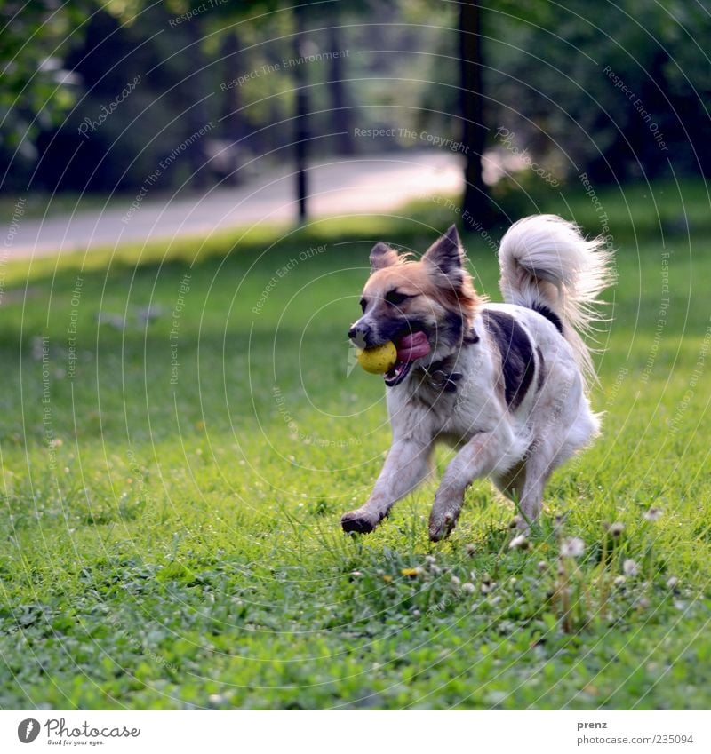 morgens im park Pflanze Tier Frühling Schönes Wetter Gras Park Hund 1 laufen Spielen Mischling springen spielend Ball Friedrichshain Prenzlauer Berg Schwanz