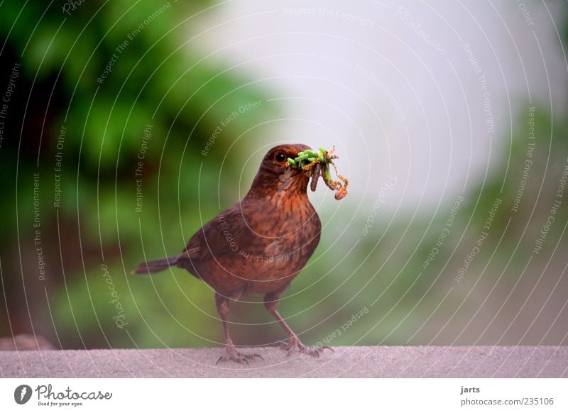 futter für die kleinen Tier Wildtier Vogel 1 Fressen Natur Amsel Futter Insekt Larve Farbfoto Außenaufnahme Nahaufnahme Menschenleer Textfreiraum links